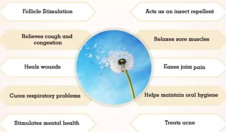 Dandelion Root extract benefits