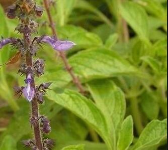 coleus forskohlii extract powder