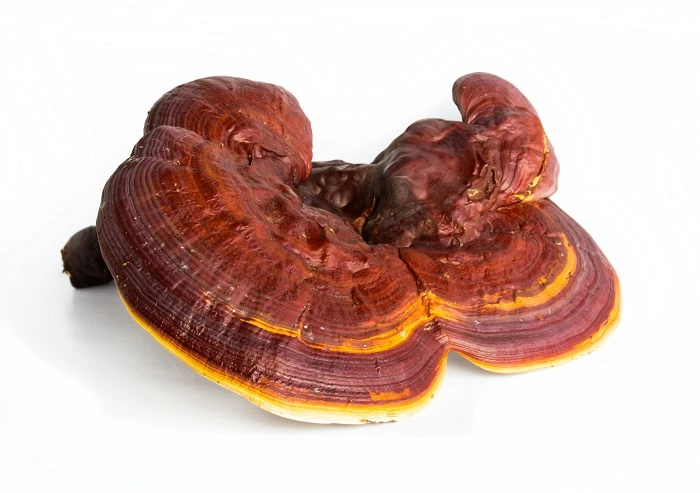 Reishi Mushroom Reishi Mushroom