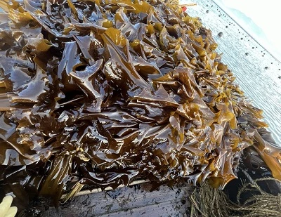 Kelp vs Seaweed: Lykilmunur, ávinningur, notkun og hver er betri?