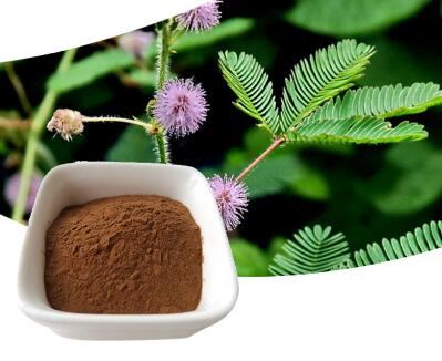 Mimosa Hostilis duft