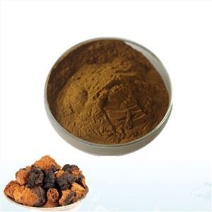Chaga þykkni duft