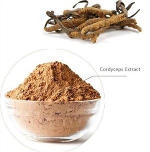 Cordyceps Powder Bulk