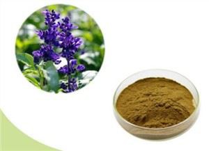 Salvia Officinalis laufþykkni
