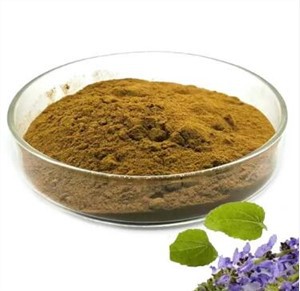 Coleus Forskohlii duft